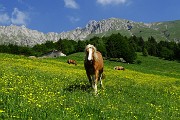 Anello di fiori sui Monti Vindiolo (2056 m) e Vetro (2054 m) da Pian Bracca (1111 m) di Zorzone di Oltre il Colle il 3 giugno 2015 - FOTOGALLERY